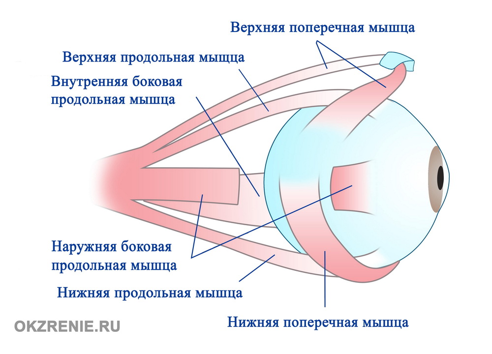 kak-rasslabit-glaznye-myshci.jpg